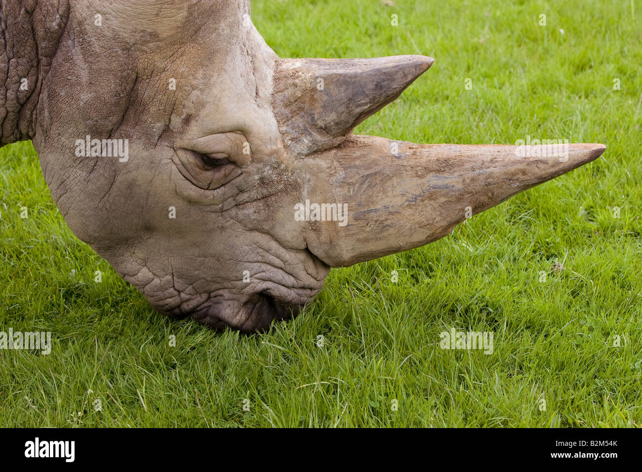 Close up de cornes de rhinocéros montrant Banque D'Images