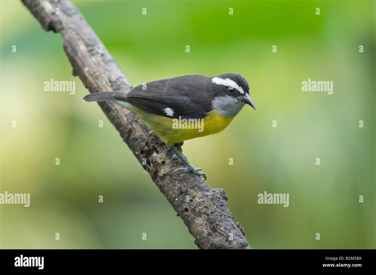 Sucrier à ventre jaune Coereba flaveola Banque D'Images
