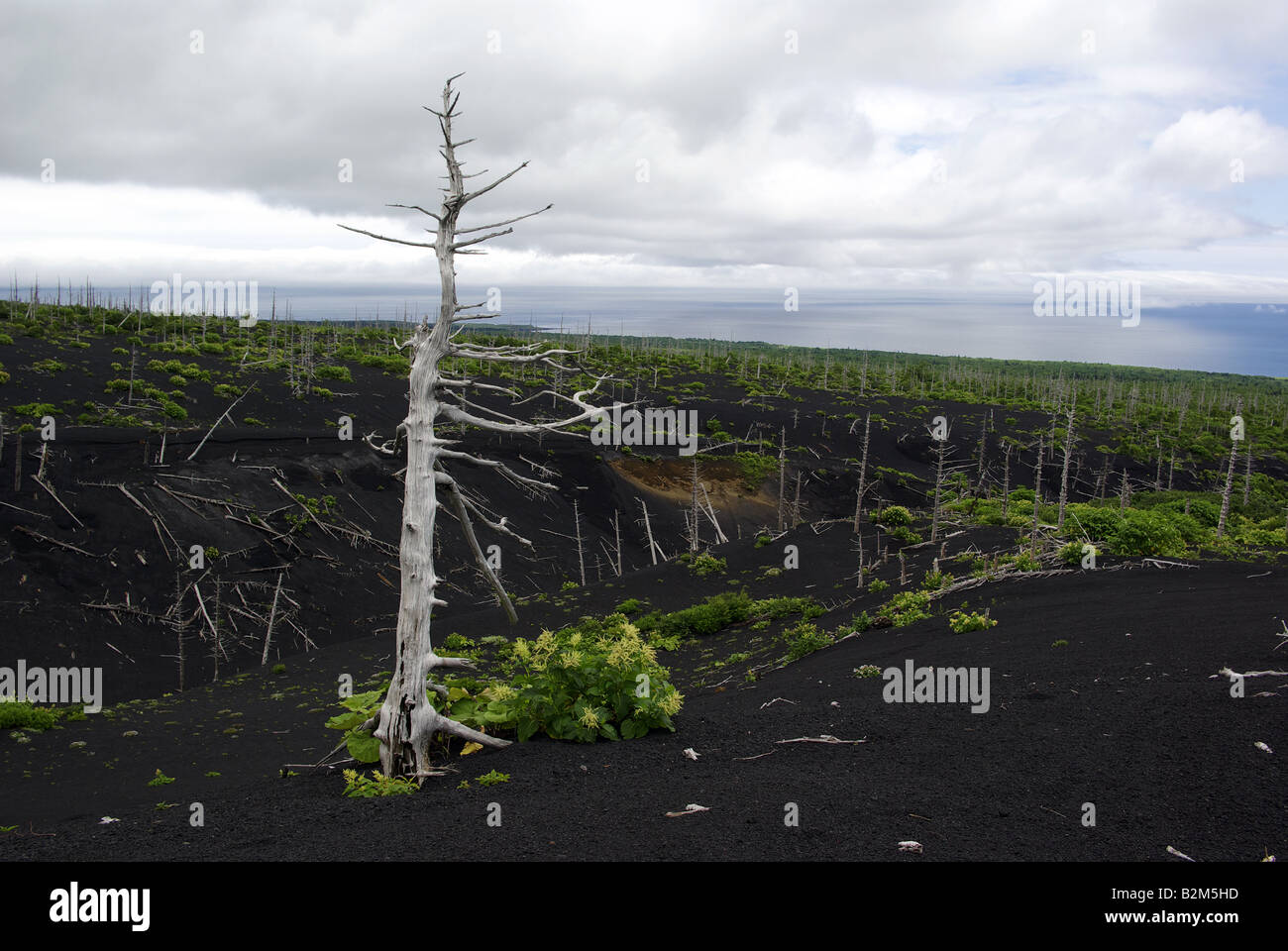 Les cendres, les arbres morts et green bush sur la pente du volcan Tya Tya, Kunashir Île, Îles Kouriles Extrême-Orient de la Russie. Banque D'Images