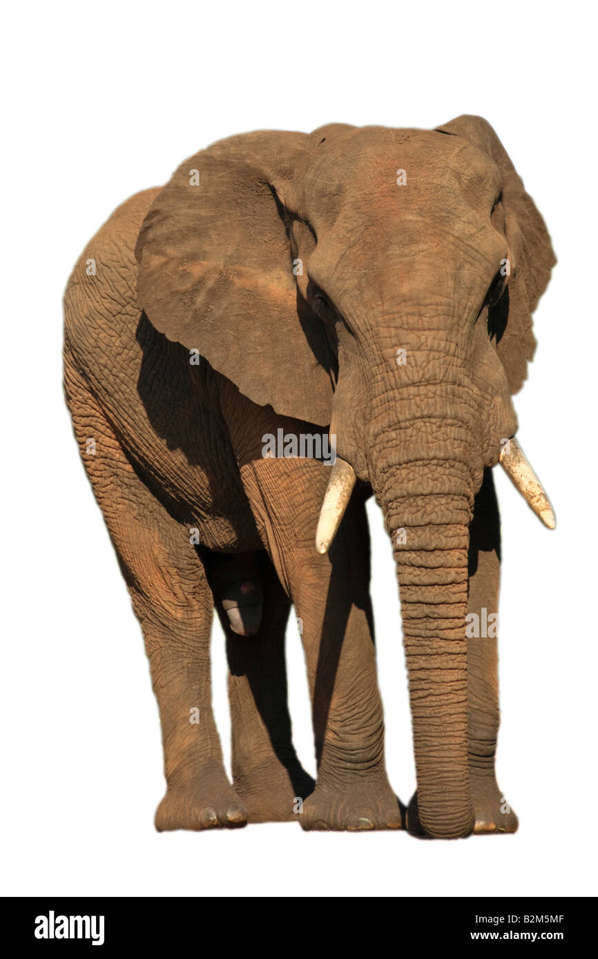 Impressionnant à l'éléphant, le Parc National Kruger Banque D'Images