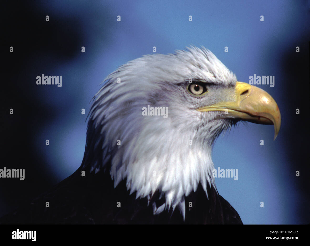 Le North American Bald Eagle Head and shoulders buste Photo Banque D'Images