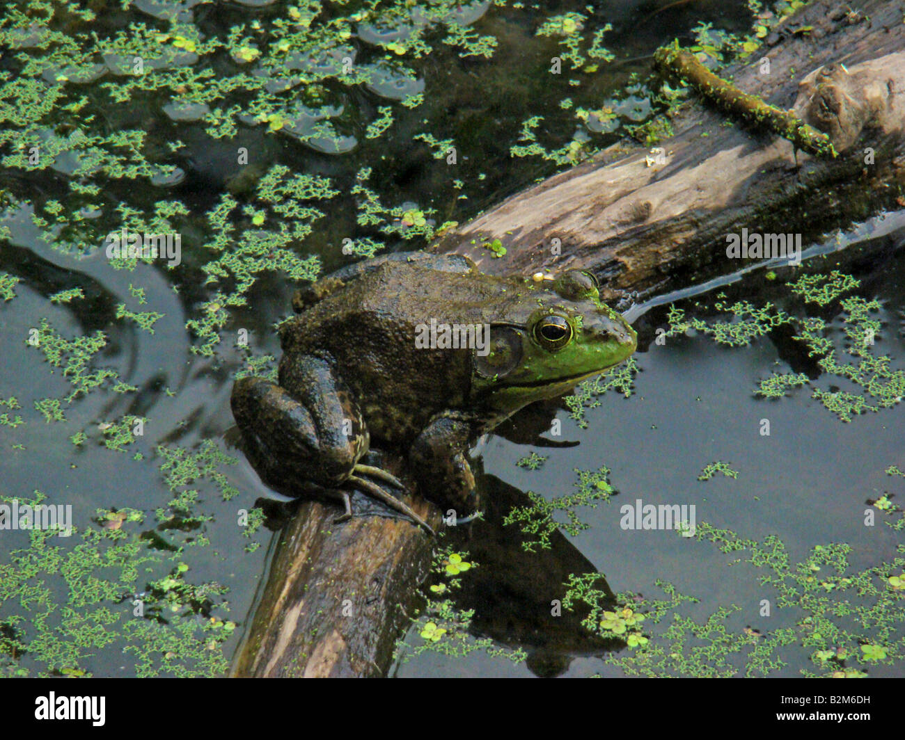 Bull Frog assis sur une branche dans un étang Banque D'Images