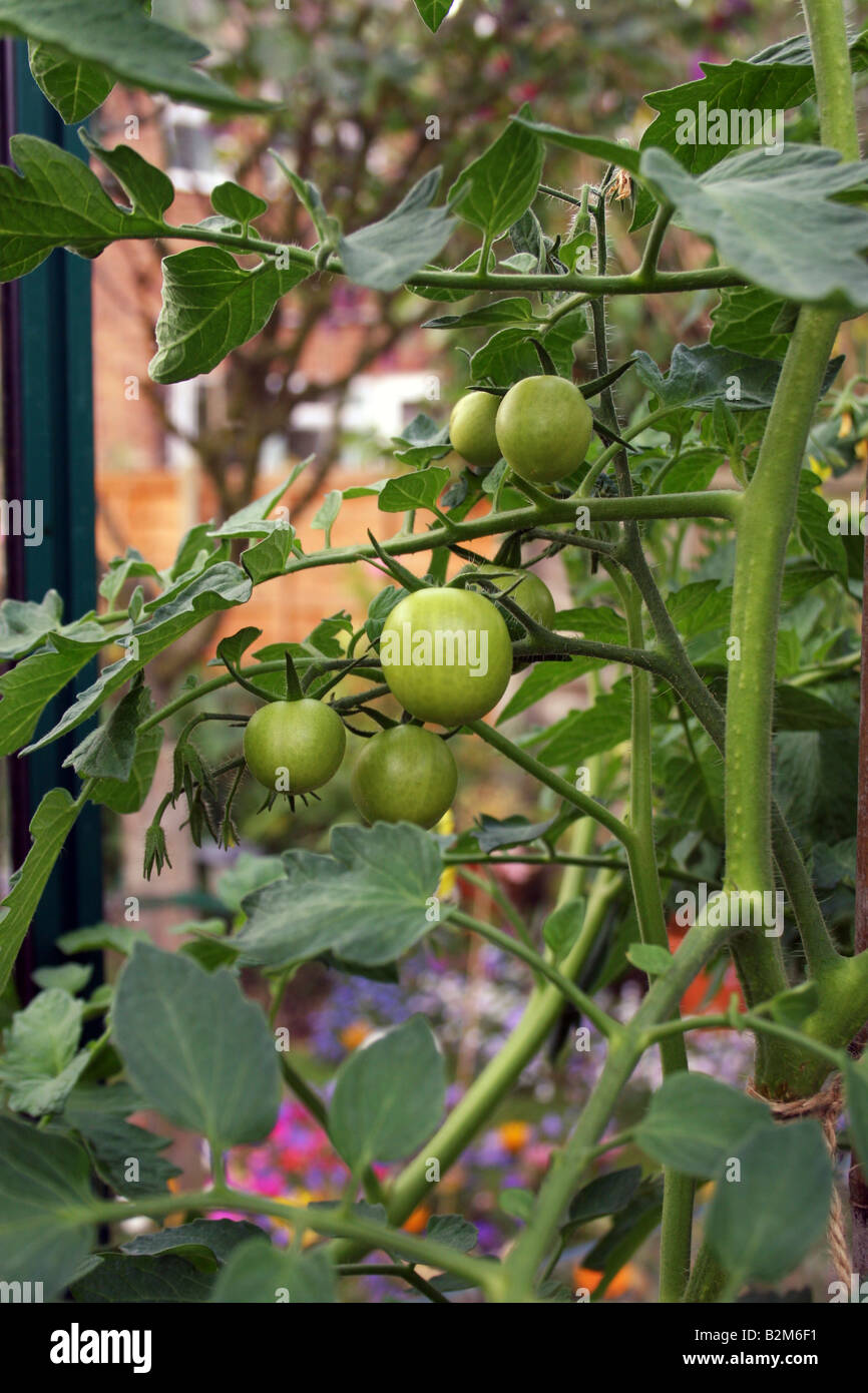 Les tomates cultivées GROWBAG MONEYMAKER SUR LA VIGNE Banque D'Images