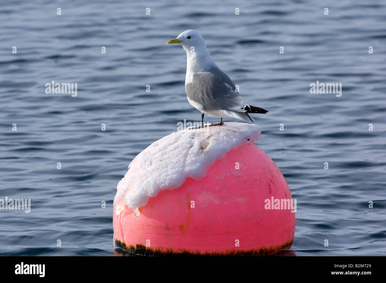 La Mouette tridactyle (Rissa tridactyla) noir sur rouge bouy Banque D'Images