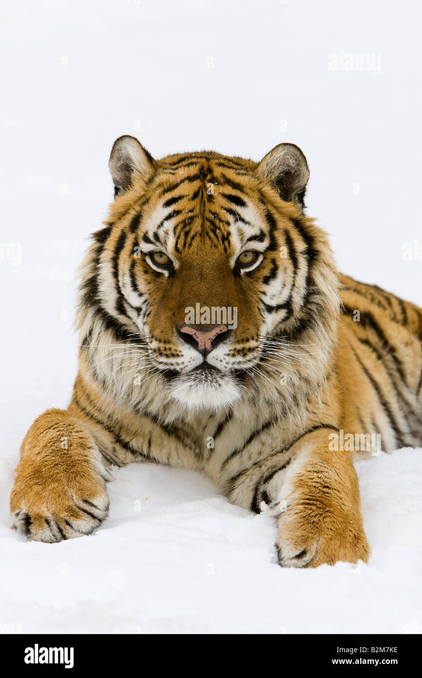 Tigre de Sibérie portrait. (Captive) Banque D'Images