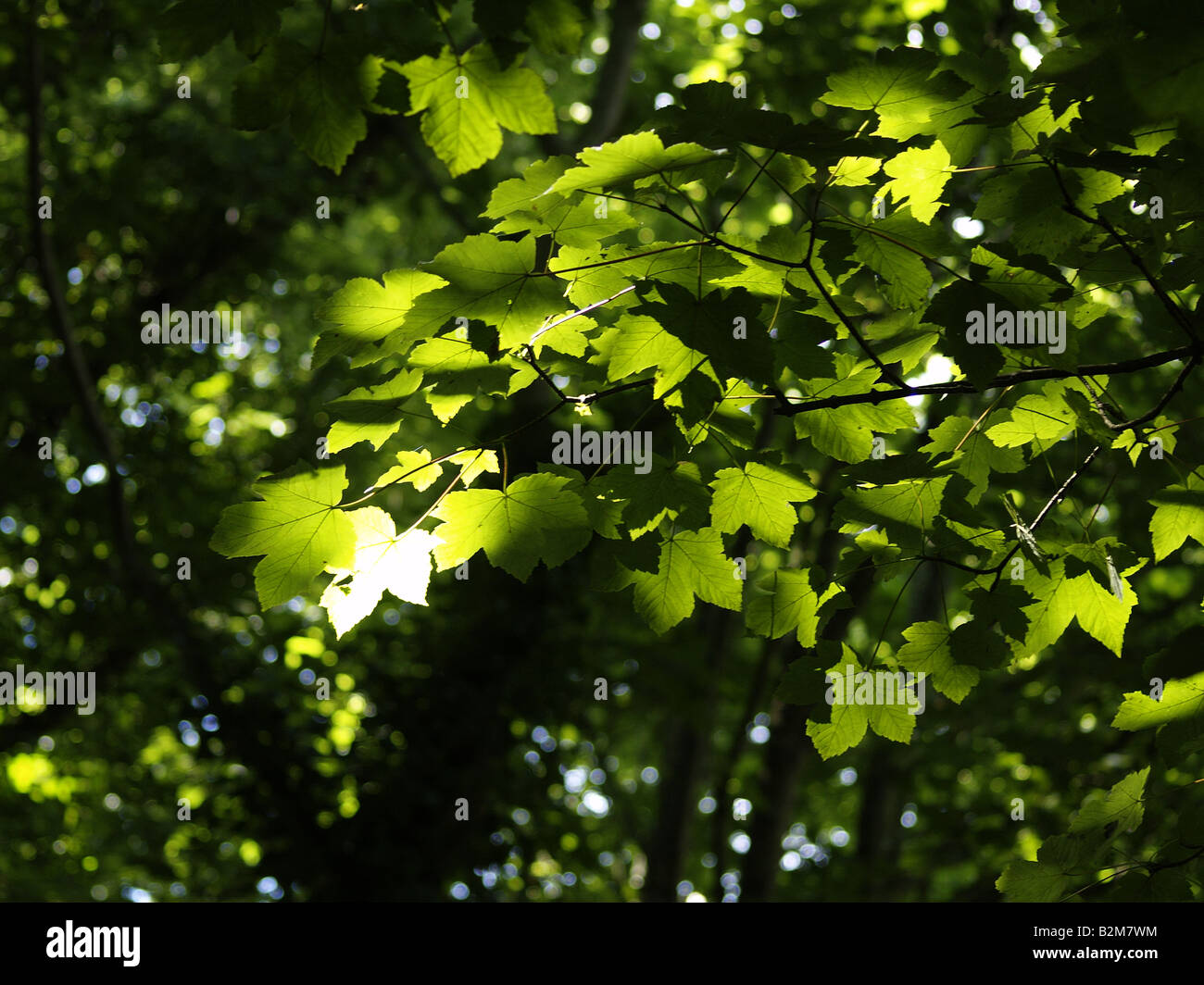 Soleil brillant à travers les arbres sur les feuilles Banque D'Images