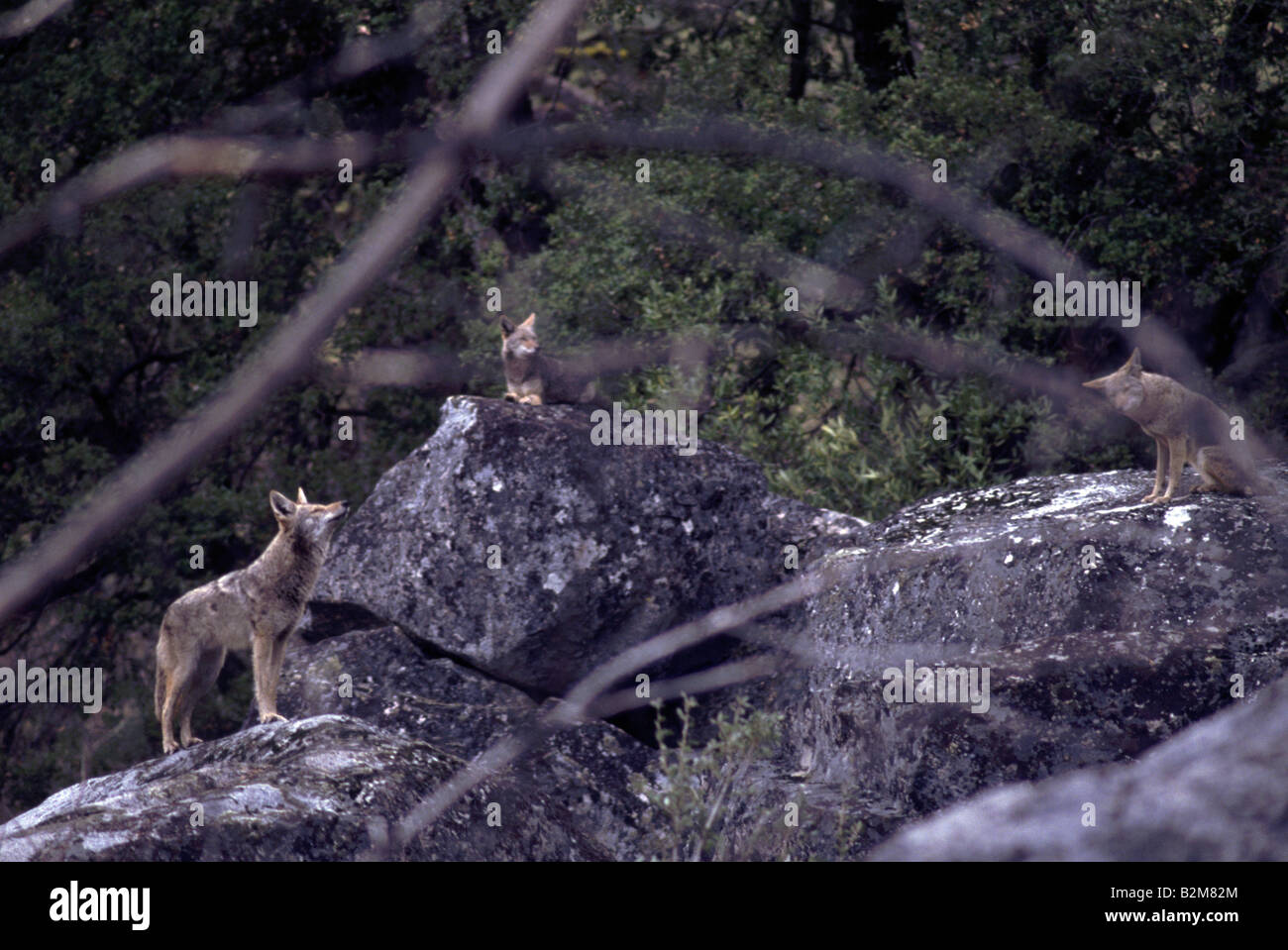 Le coyote de loups des prairies de la faune de l'arrière-pays Banque D'Images