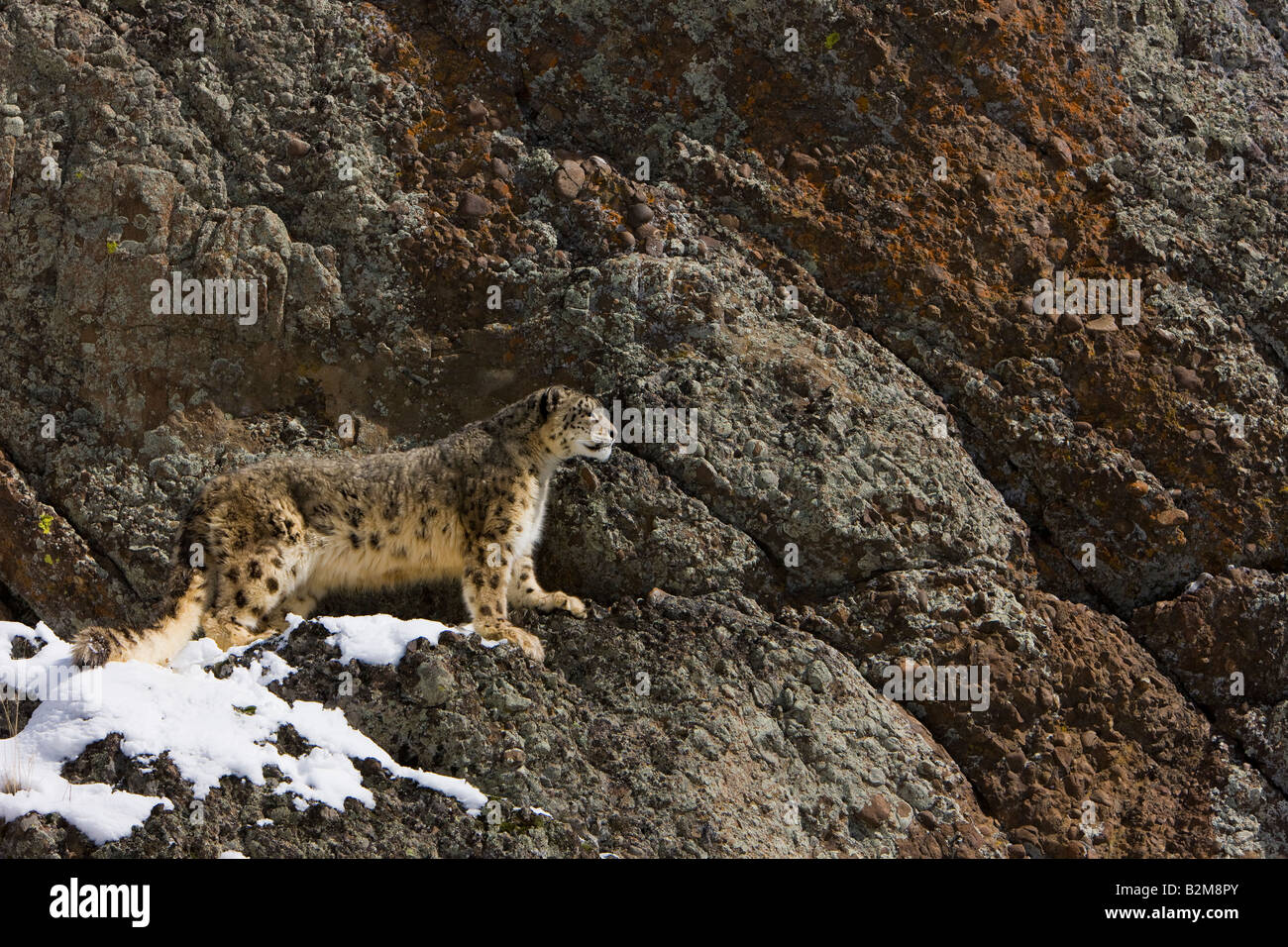 Snow Leopard debout sur une barre rocheuse. (Captive) Banque D'Images
