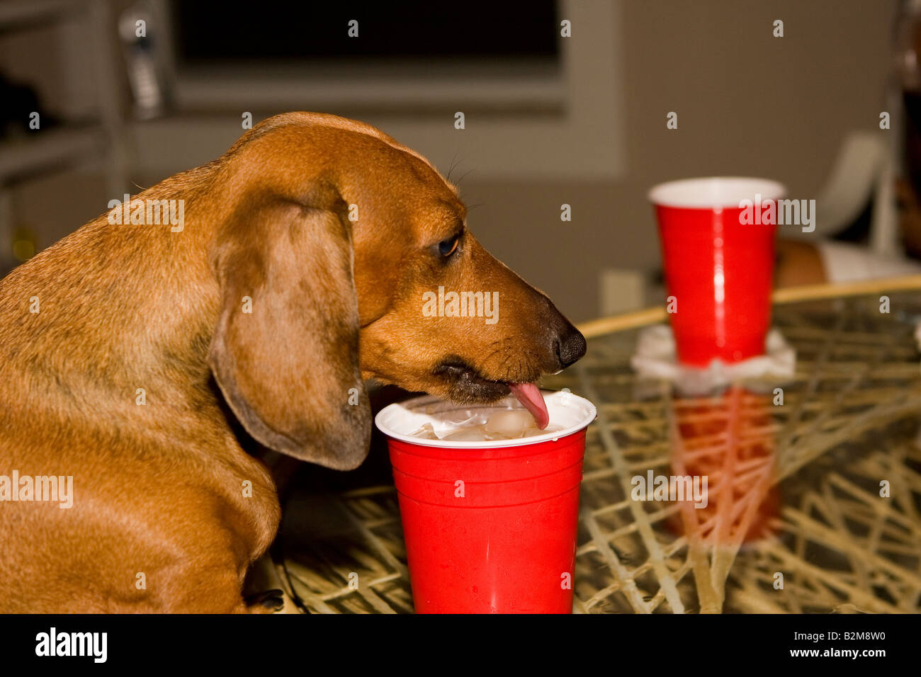 Daschund chien boire d'une tasse en plastique sur une table Banque D'Images