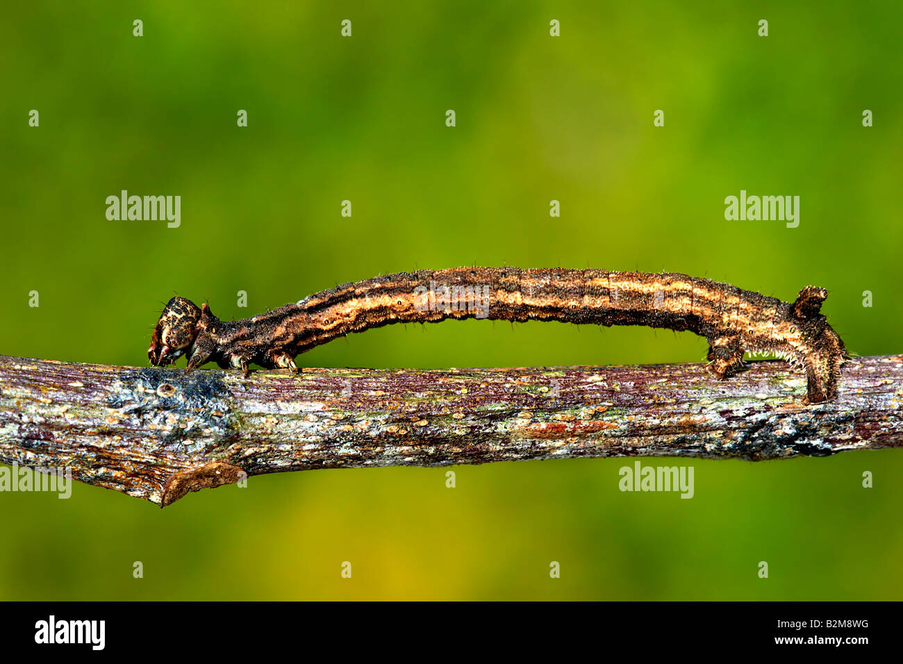 Caterpillar, acherontia atropos,, larve, animal, papillon, insecte, insectes, animal, insecte, laid, lépidoptères Banque D'Images