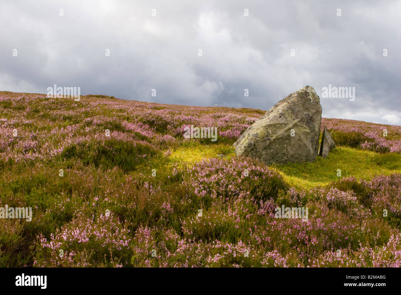 Erratiques glaciaires & Scottish heather paysage sur moor ou les landes, le Parc National de Cairngorms, le Royal Deeside, Scotland UK Banque D'Images