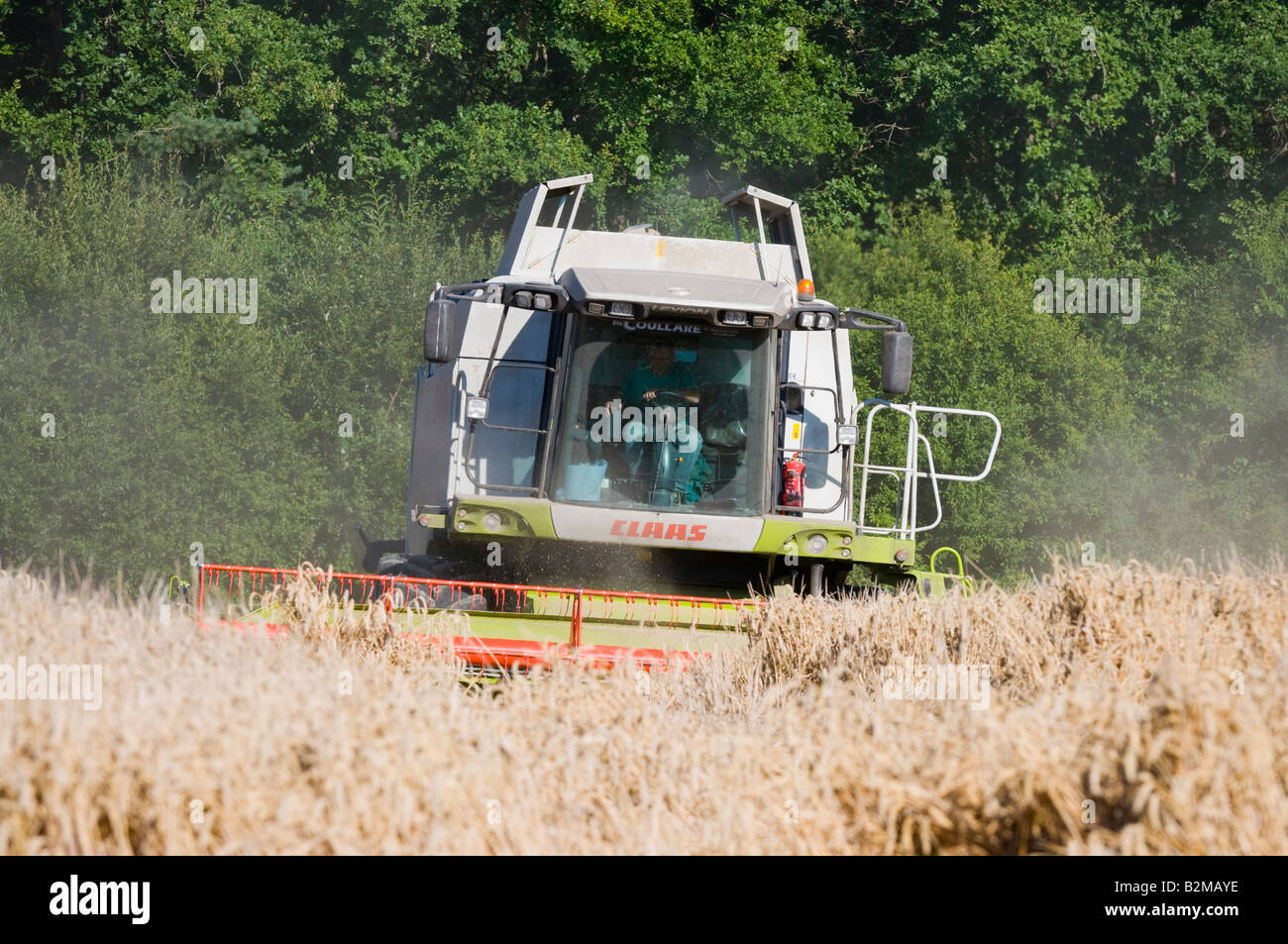 'Rendmt Lexion Claas 540' à la moissonneuse-batteuse au travail, sud-Touraine, France. Banque D'Images