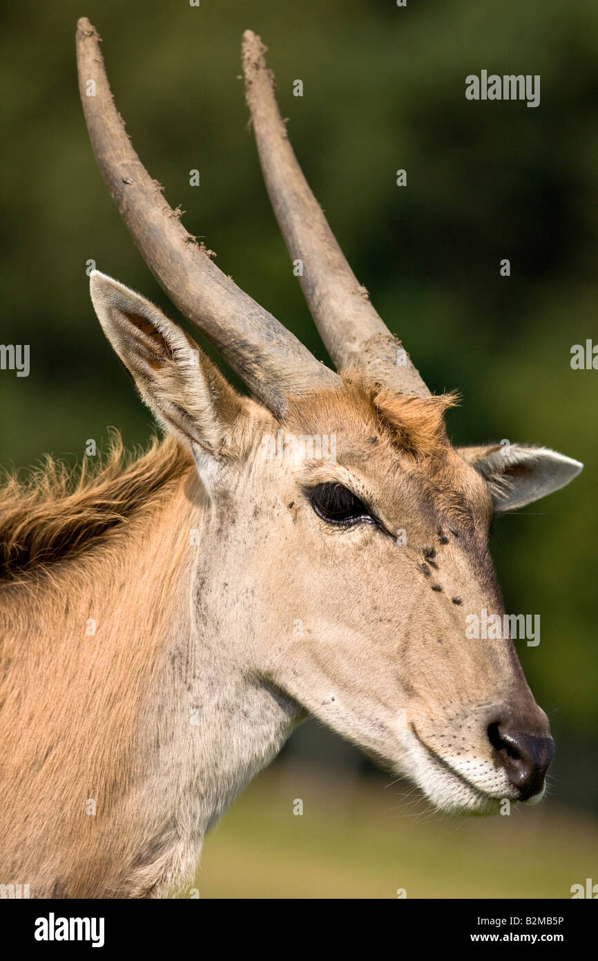 Taurotragus oryx éland femelle Banque D'Images