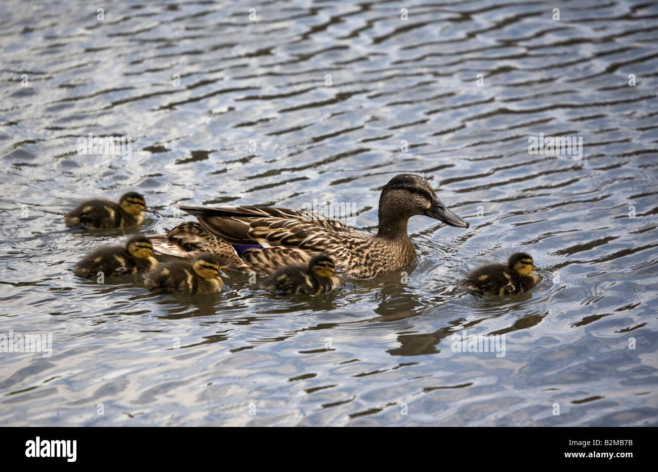 Canard colvert femelle et les canetons nager sur l'eau Banque D'Images