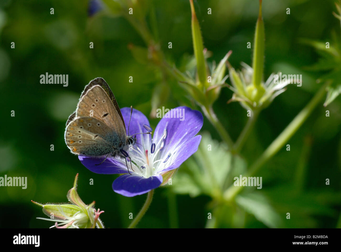 (Eumedonia eumedon géranium Argus) Banque D'Images