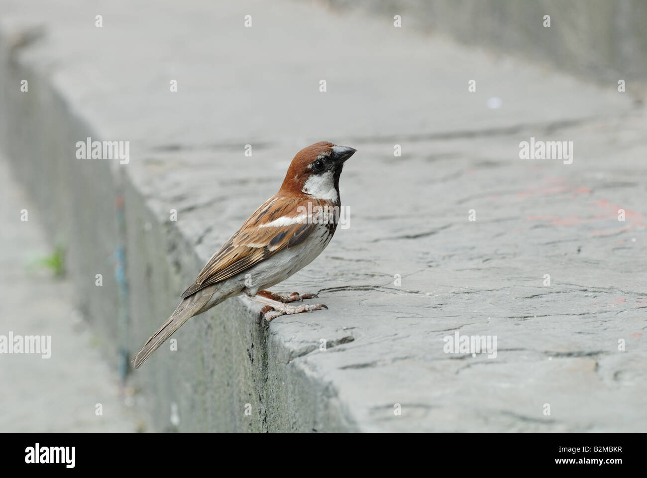 Italian Sparrow (Passer italiae) Banque D'Images