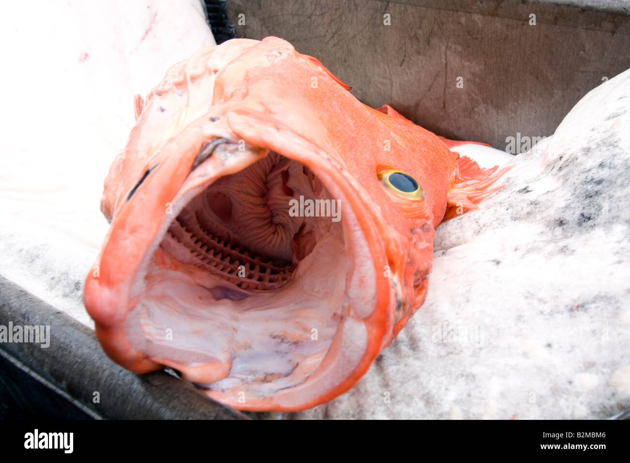 Poisson de roche court Banque de photographies et d’images à haute