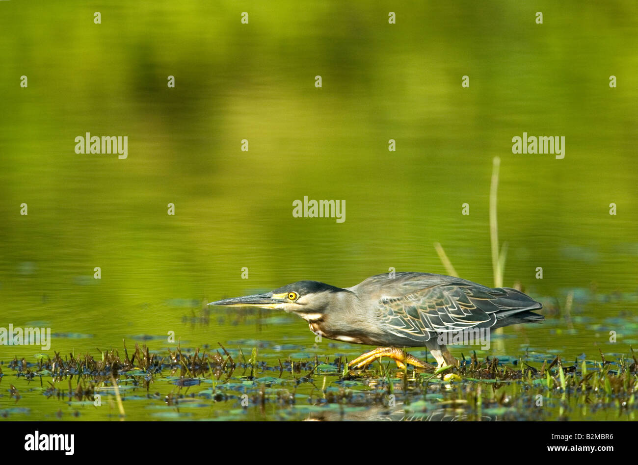 Butorides striata héron pêche à la Banque D'Images