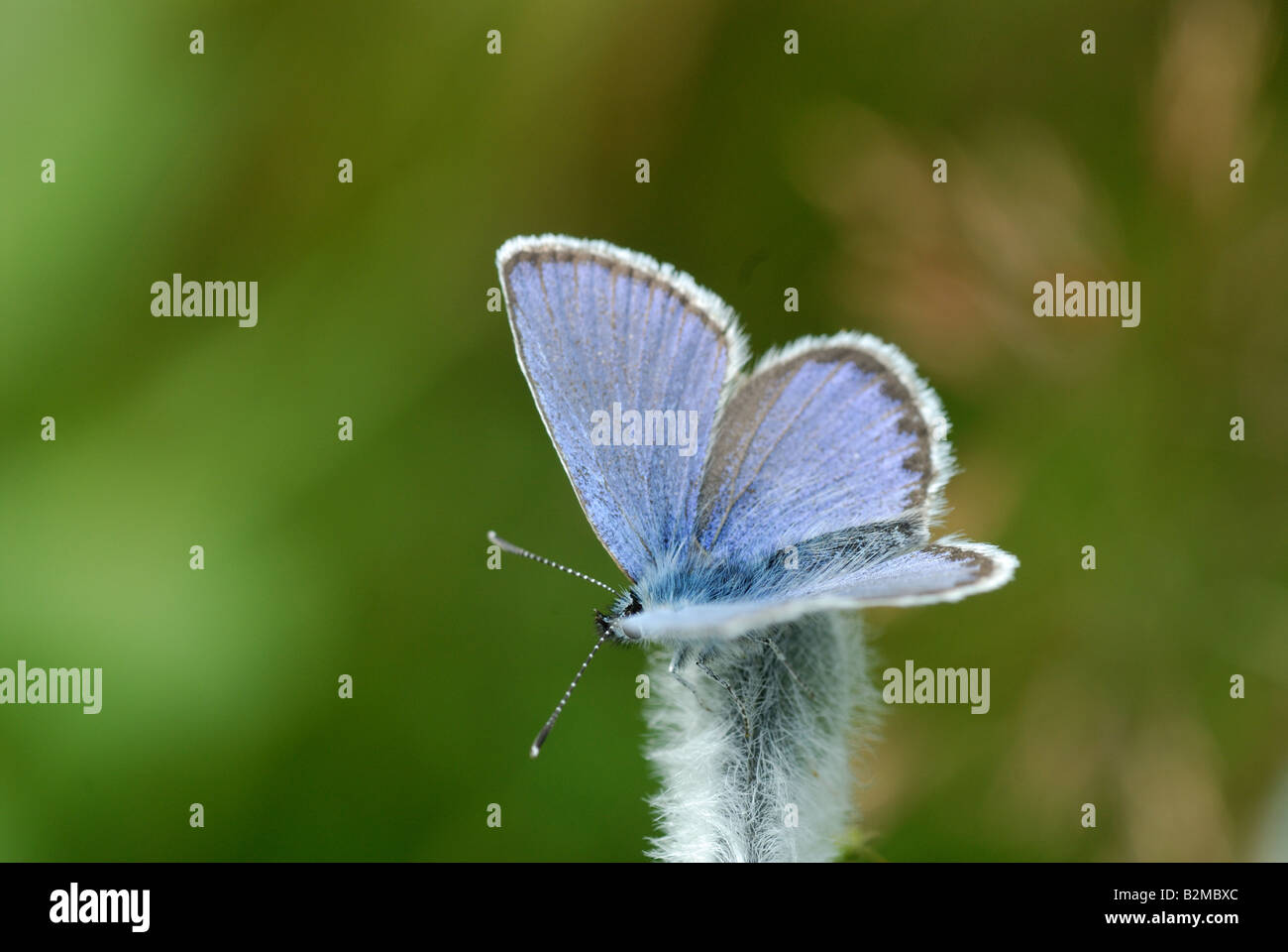 L'IDAS (mâle bleu Plebejus idas) Banque D'Images