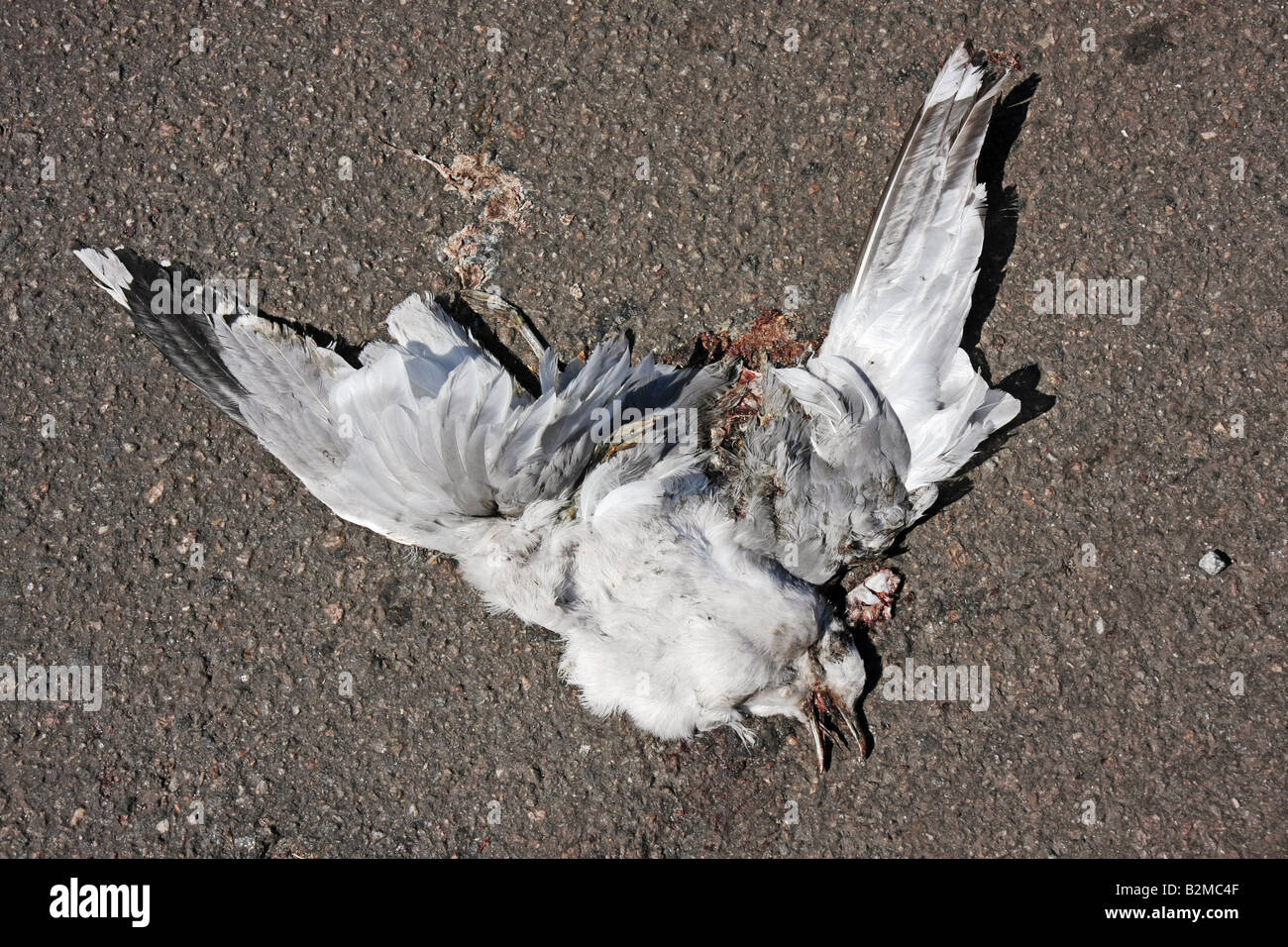Gull morts sur l'asphalte Banque D'Images