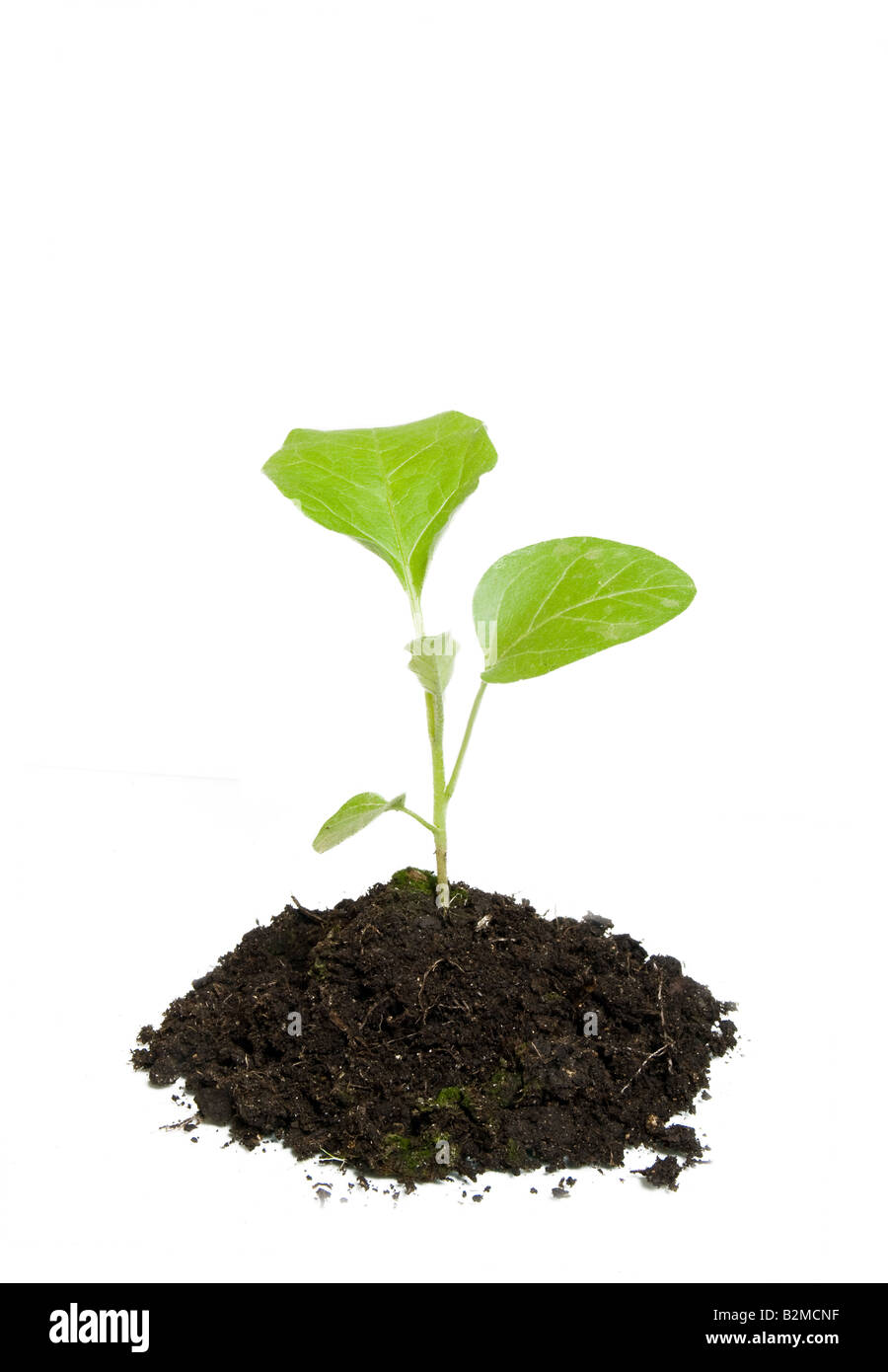 Growing green plant isolé sur fond blanc Banque D'Images