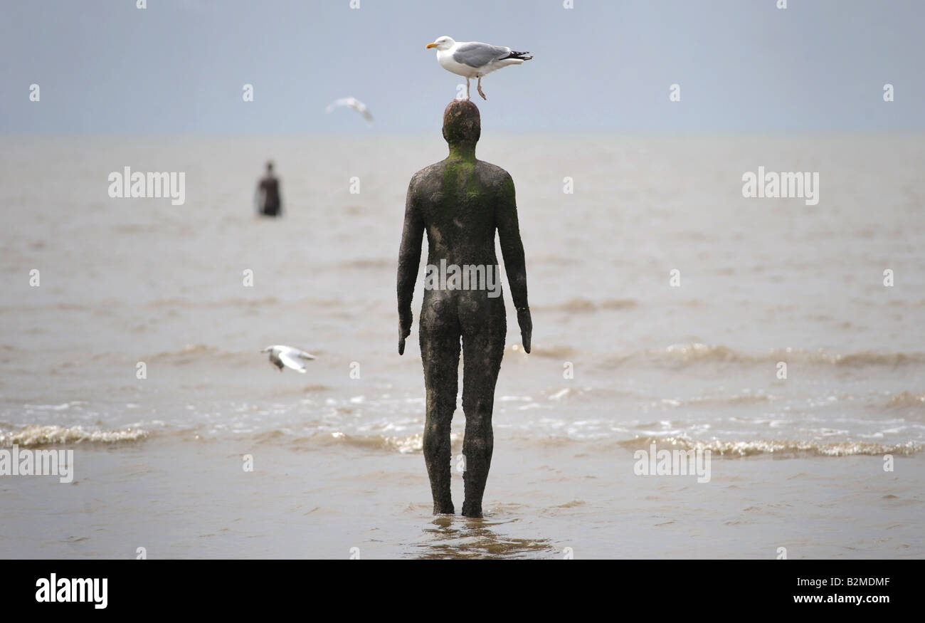 Une mouette SE REPOSE SUR UNE DES STATUES DES HOMMES DE FER SUR CROSBY BEACH PRÈS DE LIVERPOOL créé par l'artiste Antony Gormley,UK,l'Angleterre. Banque D'Images