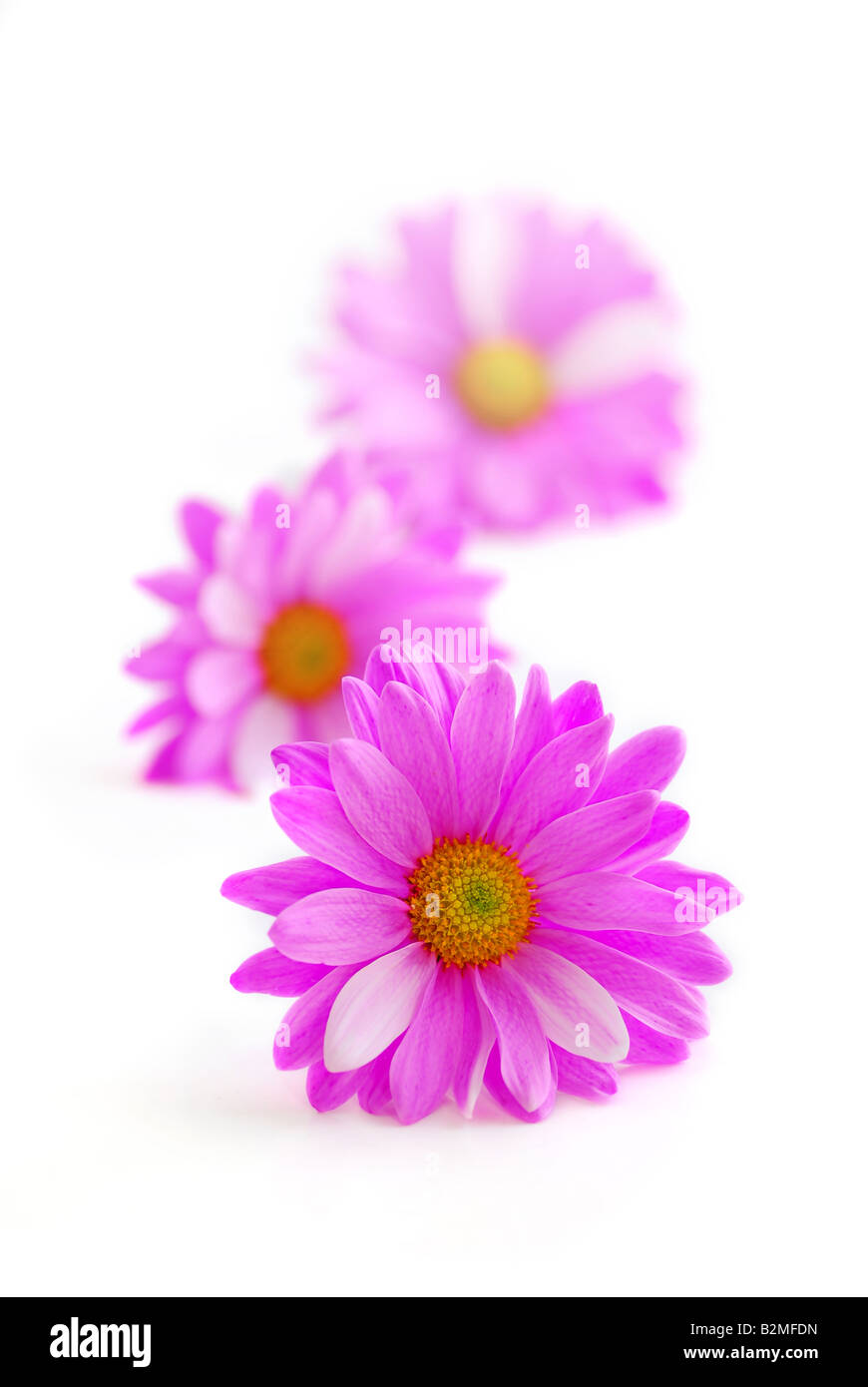 Fleurs roses close up on white background Banque D'Images