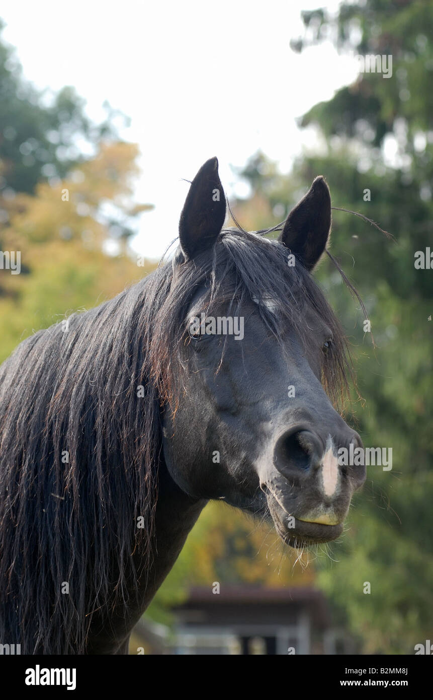 Cheval pur sang arabe (Arabisches Vollblutpferd Banque D'Images