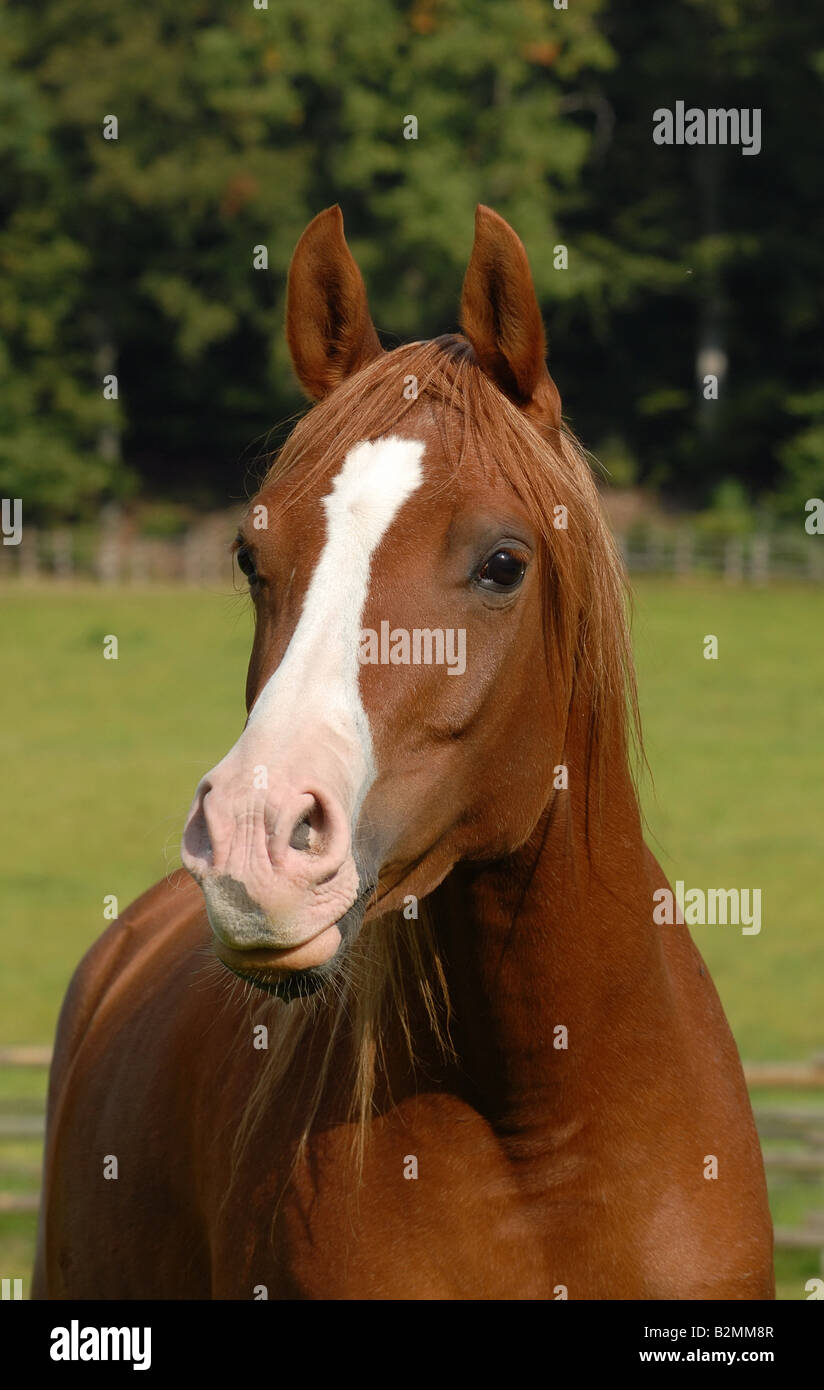 Cheval pur sang arabe (Arabisches Vollblutpferd Banque D'Images