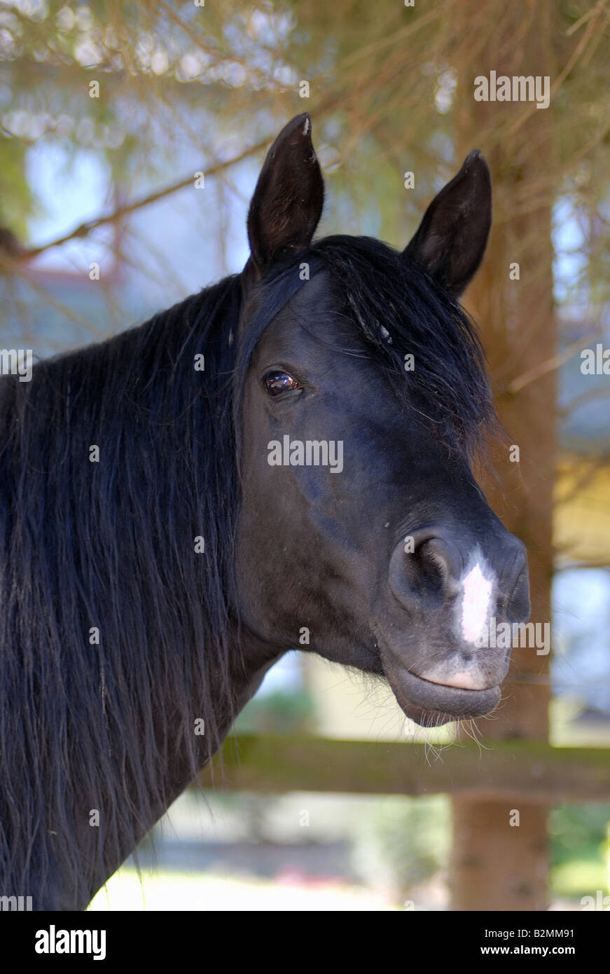 Cheval pur sang arabe (Arabisches Vollblutpferd Banque D'Images