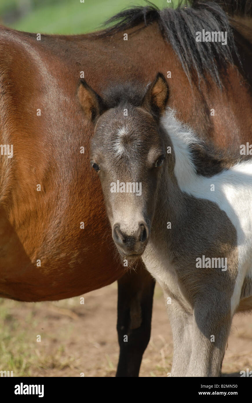 Shetlandpony poney Shetland Poulain Mère Race Banque D'Images