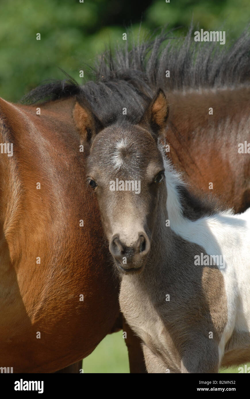 Shetlandpony poney Shetland Poulain Mère Race Banque D'Images