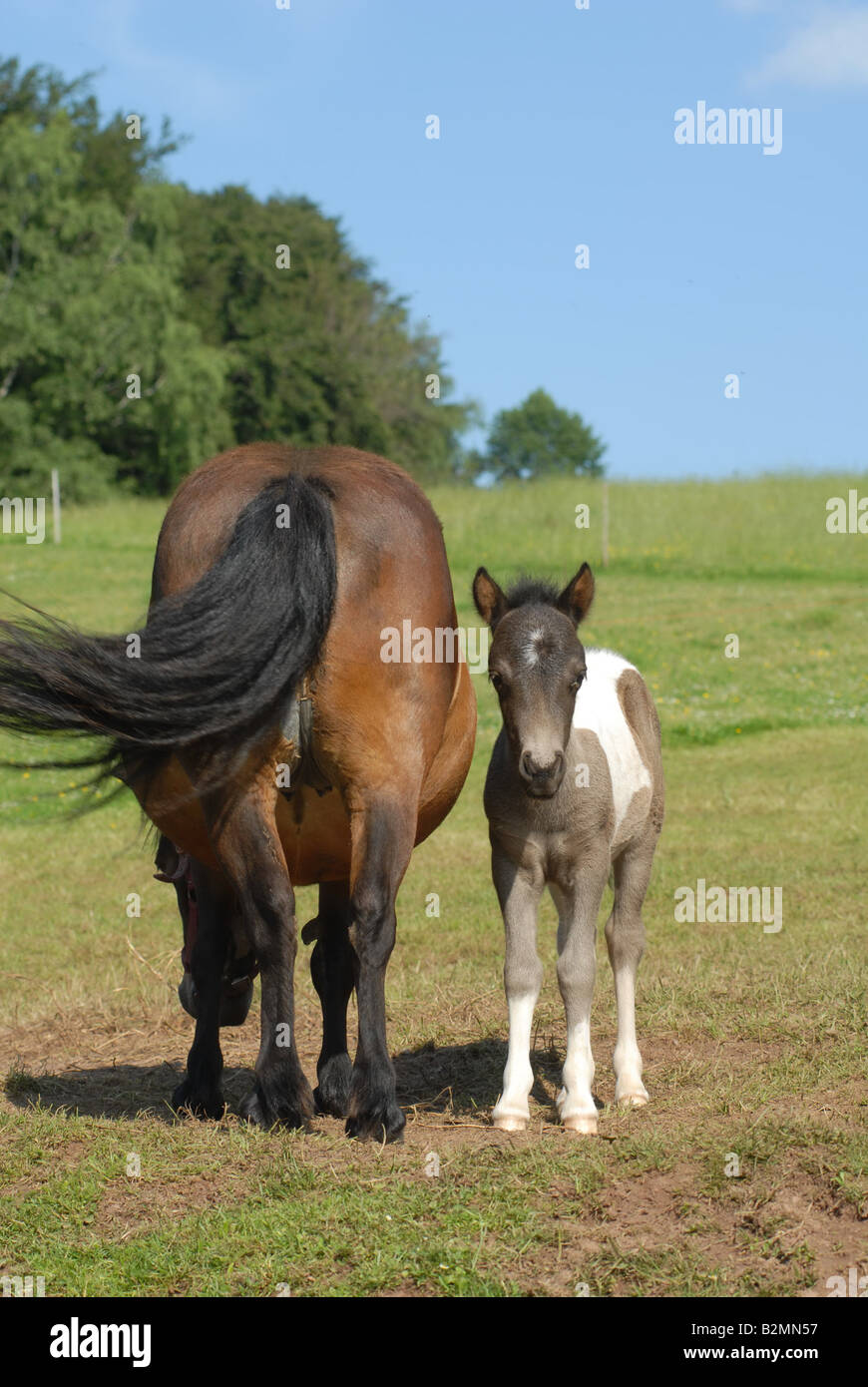 Shetlandpony poney Shetland Poulain Mère Race Banque D'Images