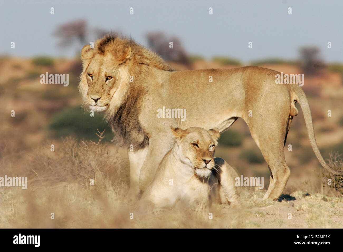 L'Afrique du Sud, lion Panthera leo prédateur félin Southafrica paire accouplée Banque D'Images