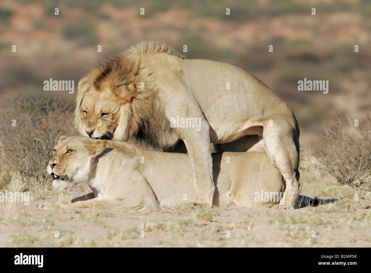 L'Afrique du Sud, lion Panthera leo prédateur félin Southafrica paire accouplée Banque D'Images