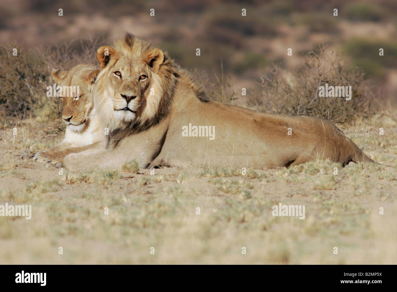 L'Afrique du Sud, lion Panthera leo prédateur félin Southafrica paire accouplée Banque D'Images
