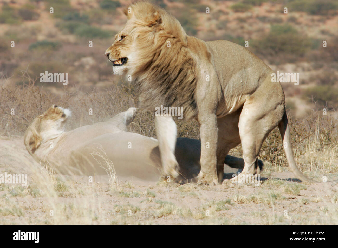 L'Afrique du Sud, lion Panthera leo prédateur félin Southafrica paire accouplée Banque D'Images