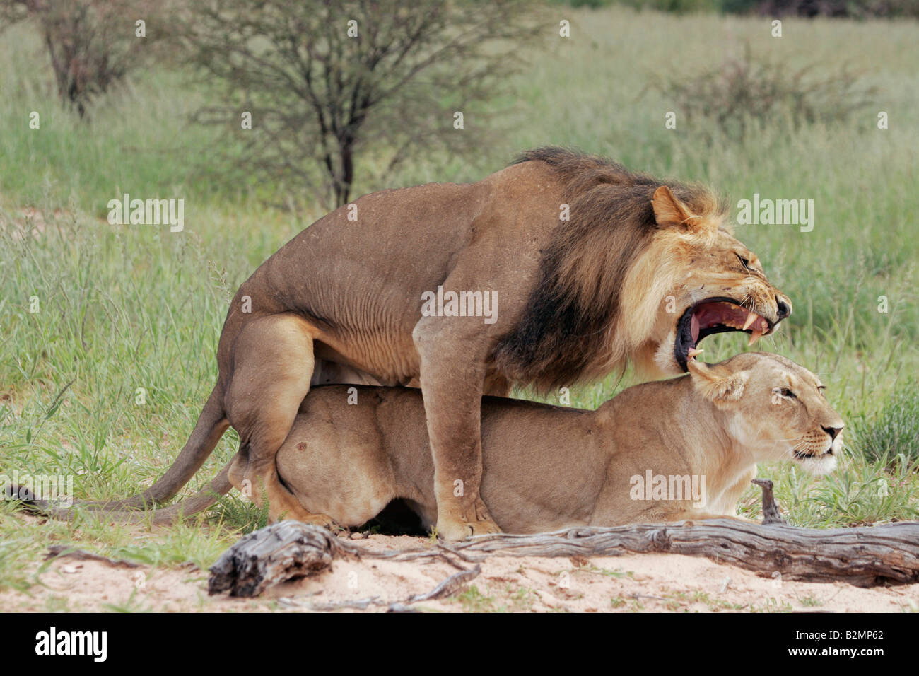 L'Afrique du Sud, lion Panthera leo prédateur félin Southafrica paire accouplée Banque D'Images