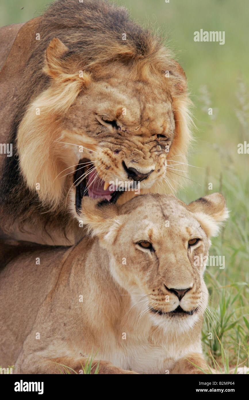 L'Afrique du Sud, lion Panthera leo prédateur félin Southafrica paire accouplée Banque D'Images