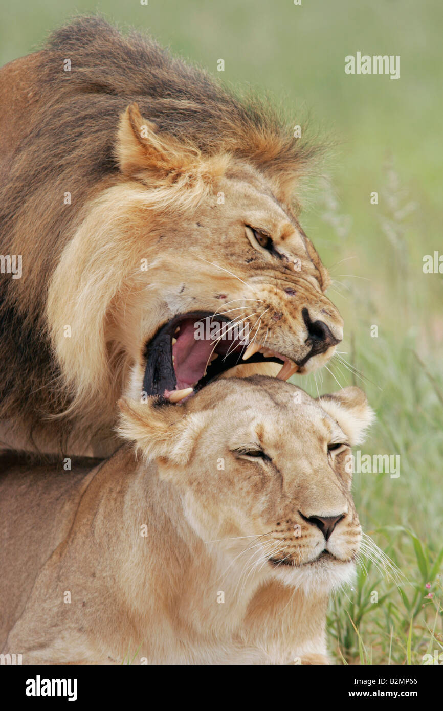 L'Afrique du Sud, lion Panthera leo prédateur félin Southafrica paire accouplée Banque D'Images