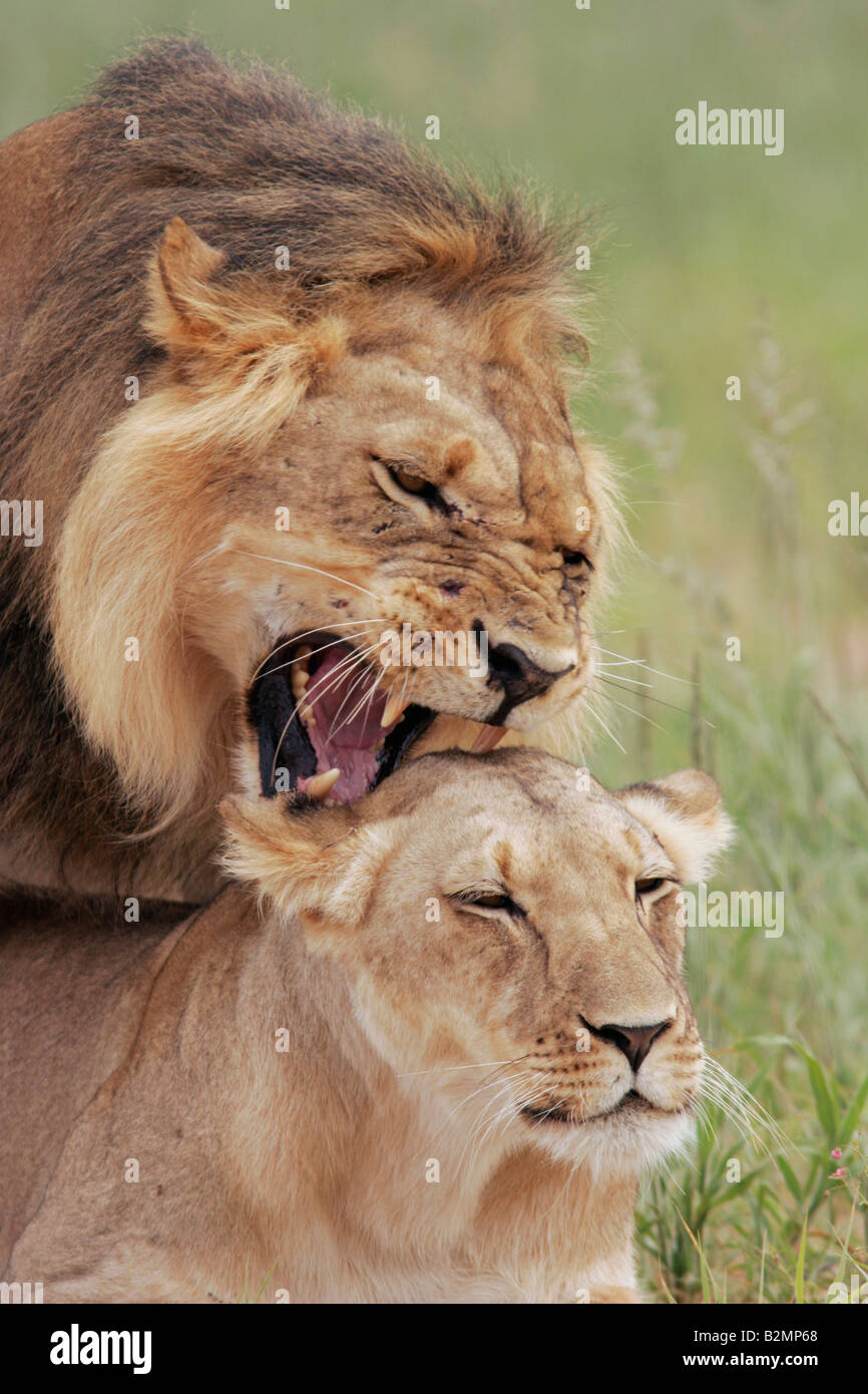 L'Afrique du Sud, lion Panthera leo prédateur félin Southafrica paire accouplée Banque D'Images