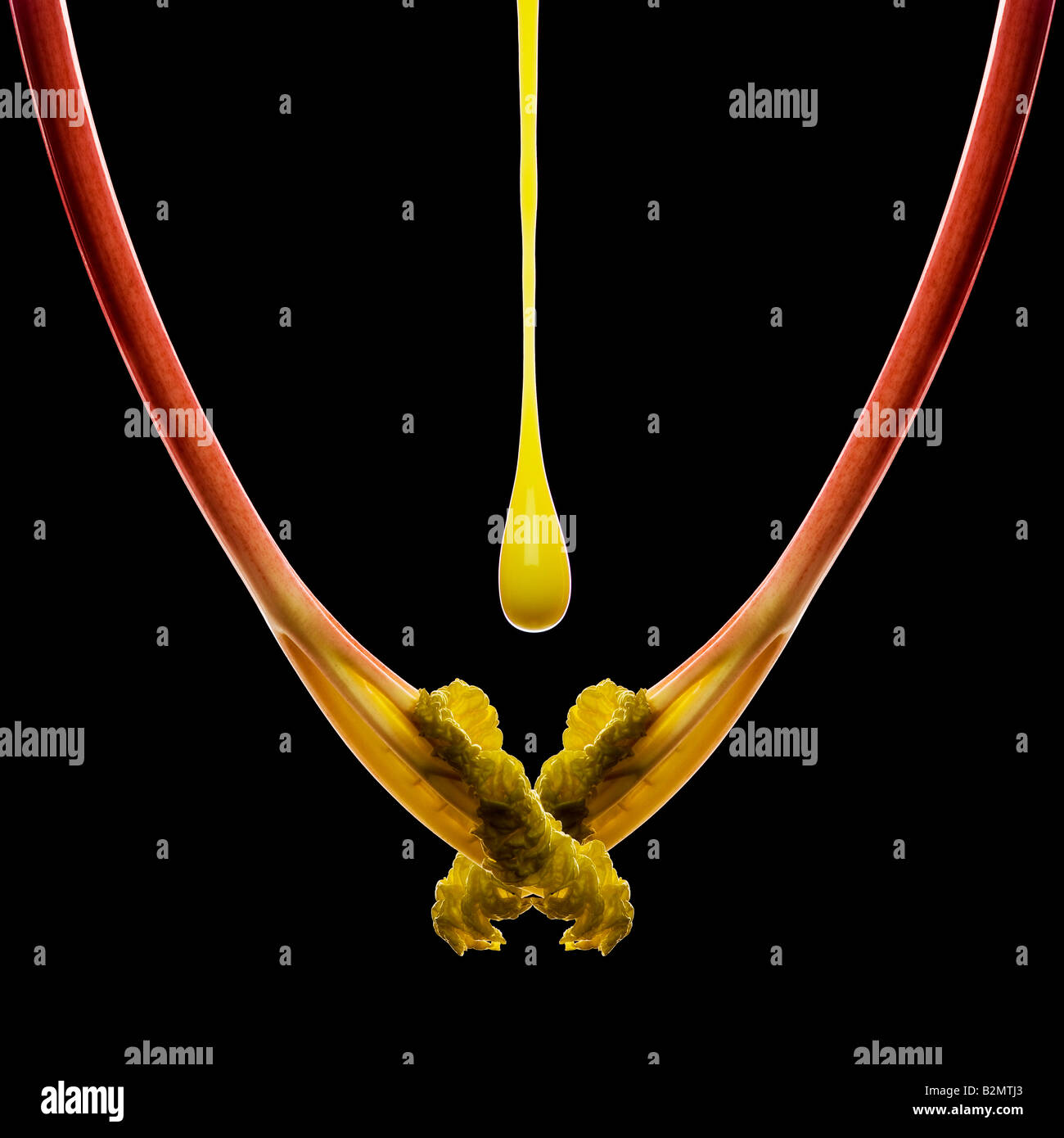 Croise des bâtons forcés de rhubarbe avec de la crème liquide versée par le dessus environ pour atterrir les feuilles vues sur un fond noir. Banque D'Images