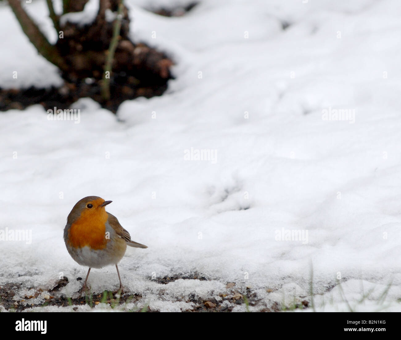 Robin dans la neige Banque D'Images