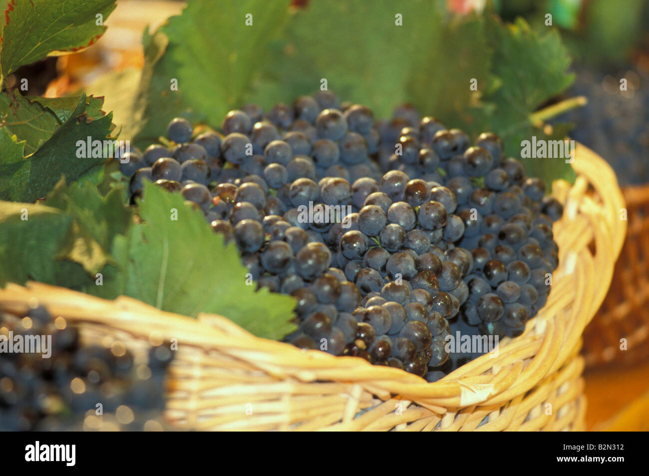 Les raisins de la vallée d'aoste, Italie, chambave Banque D'Images