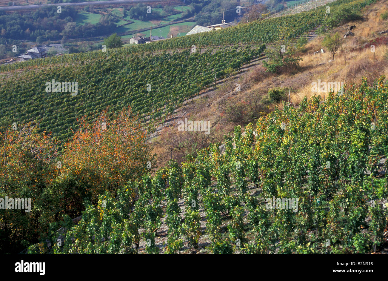 Vignes, chambave, Italie Banque D'Images