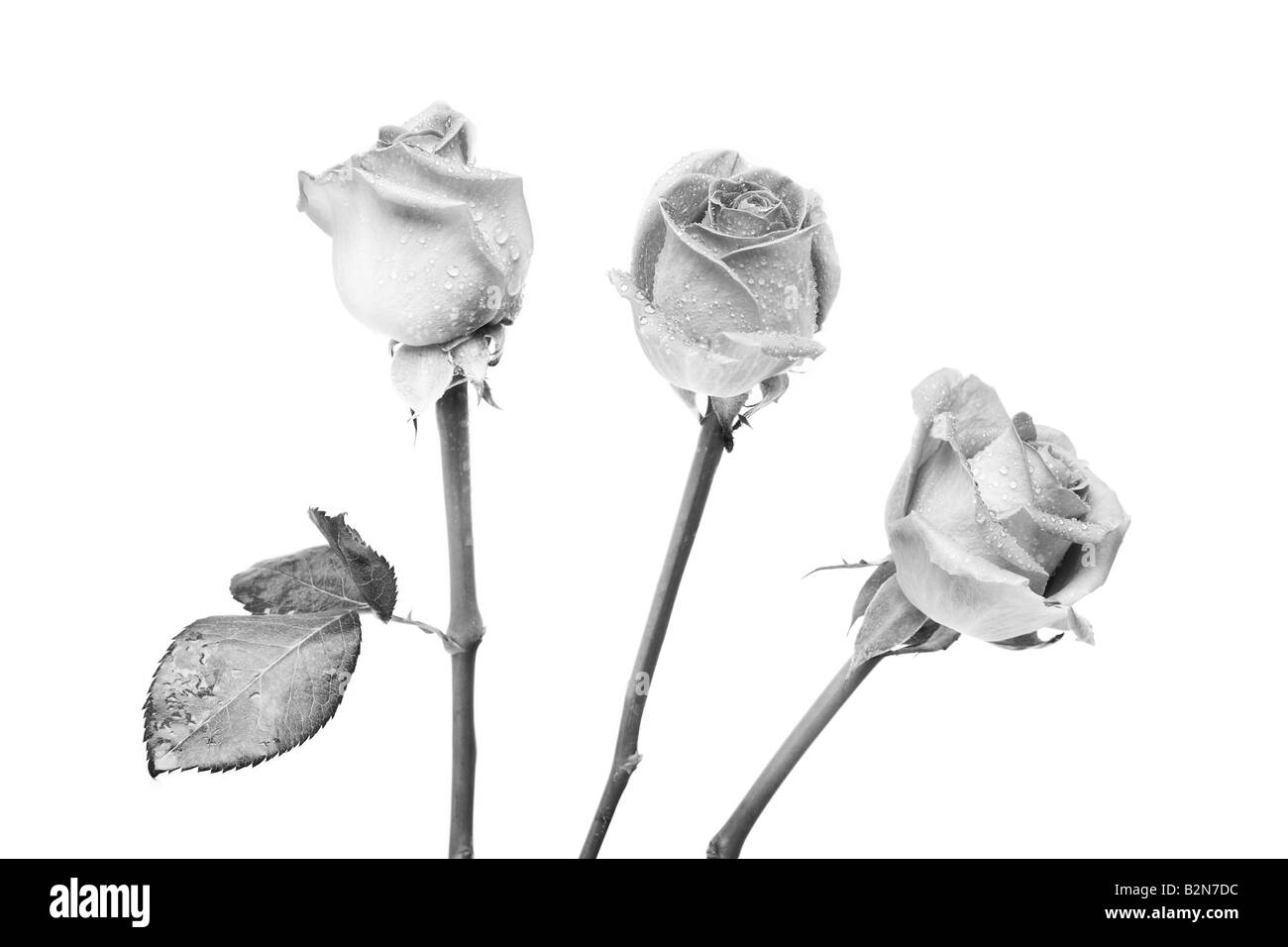 Trois roses en noir et blanc humide de rosée du matin Banque D'Images
