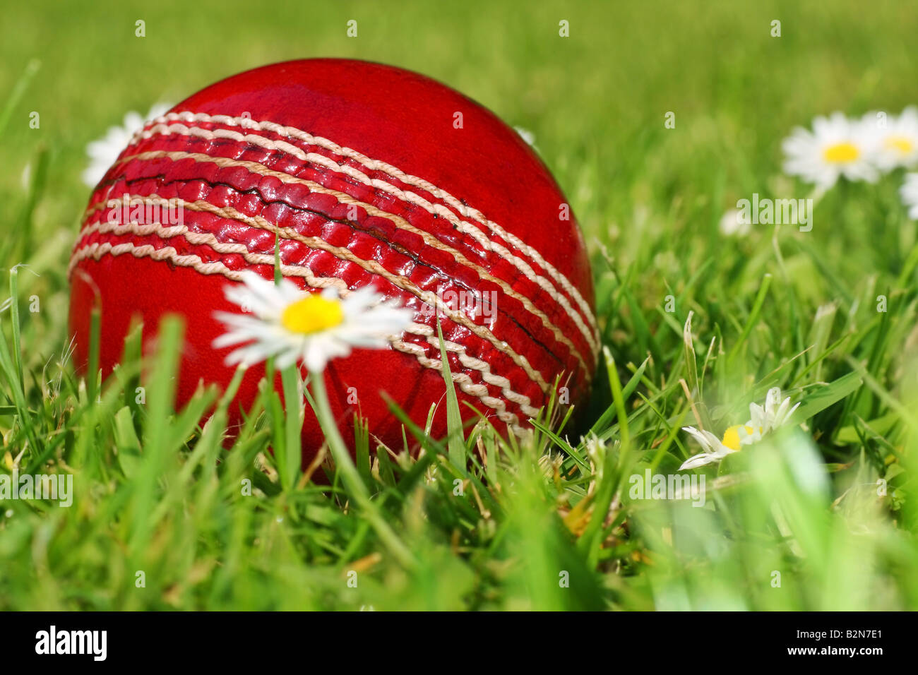 Balle de cricket sur un champ rempli de marguerites Banque D'Images