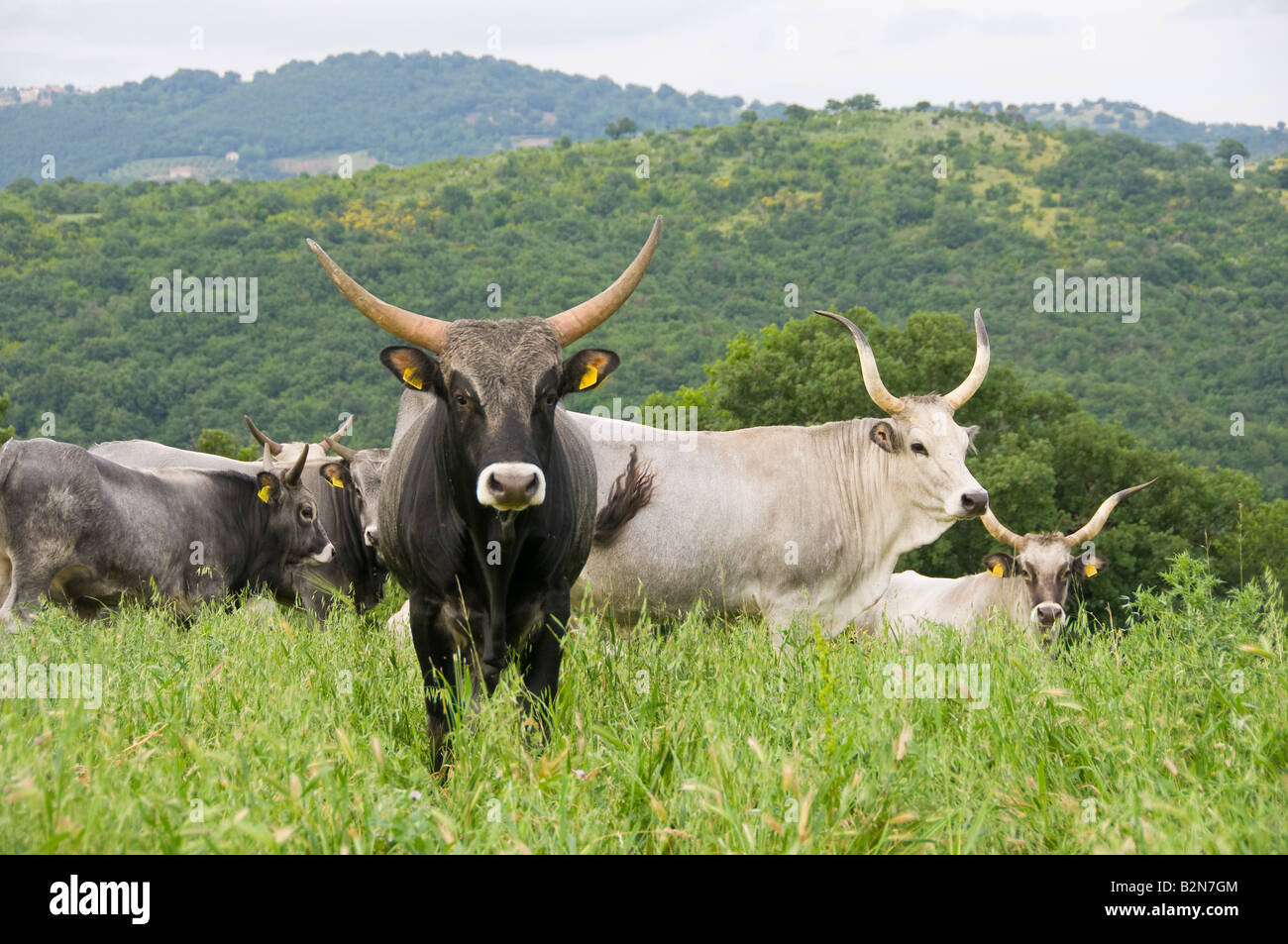 Long Horn vaches dans la campagne Banque D'Images