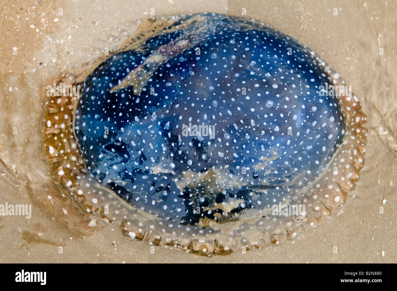 Les méduses blus morte sur une plage en Thailande Banque D'Images