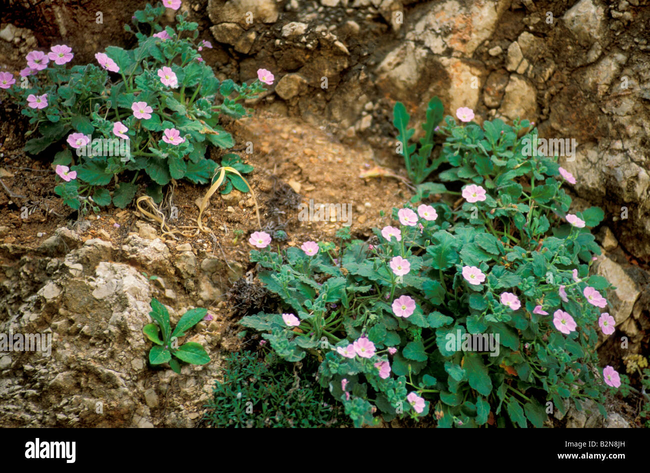 Erodium corsicum fleurs sur les falaises de Capo Caccia, Alghero, italie Banque D'Images